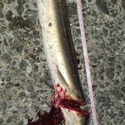 青物を狙ったつもりが・・・